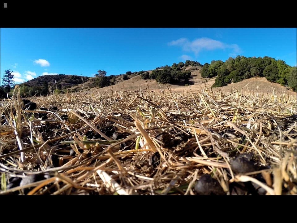 Firefly Drone View